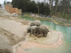 Udvej fotoelektrisk forhold Elefanthuset i København Zoo