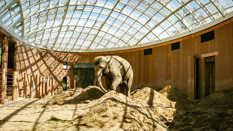 Morgenfrisk søndagstur til ZOO og Elefanthuset