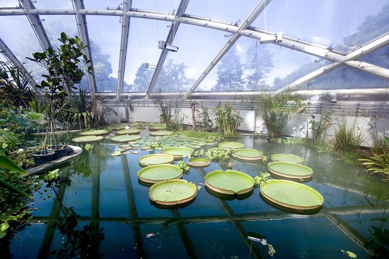 Sansetur i Væksthusene i Botanisk Have: Hvor kommer chokoladen fra?