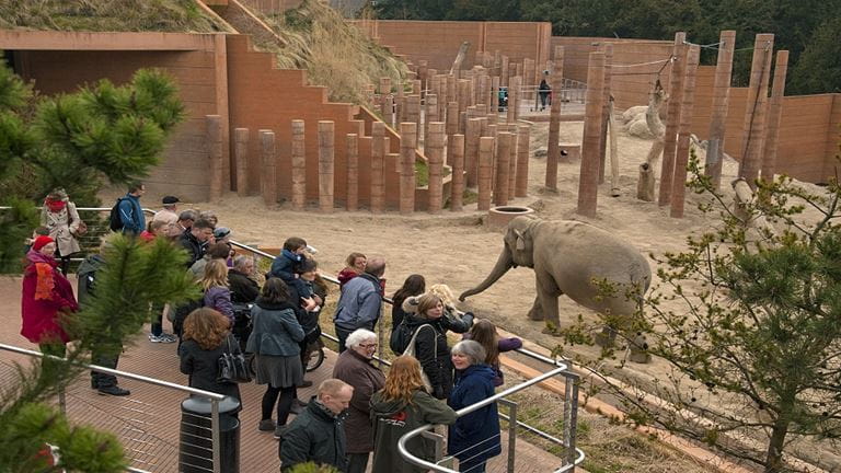 Oplev Elefanthuset i København Zoo
