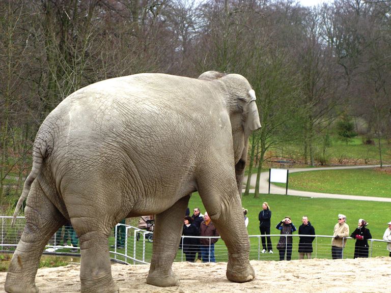 Morgenfrisk søndagstur til ZOO og Elefanthuset