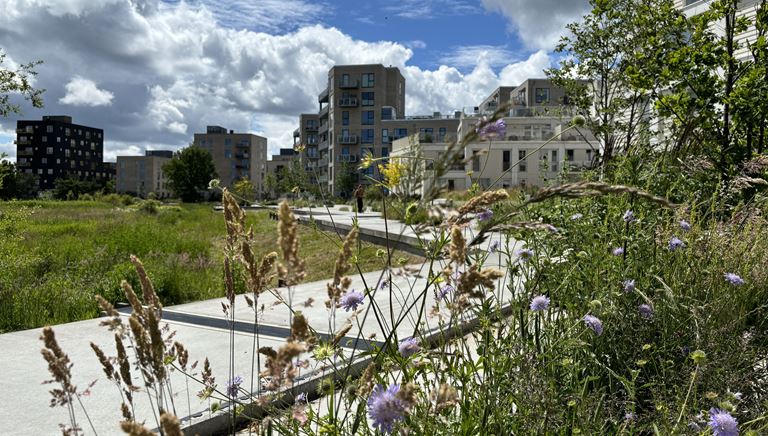 Klimatilpasning og grønne byrum i Køge Kyst-området