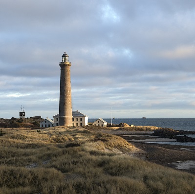 Skagen Grå Fyr: Vær fuglekigger for en dag (Skagen)