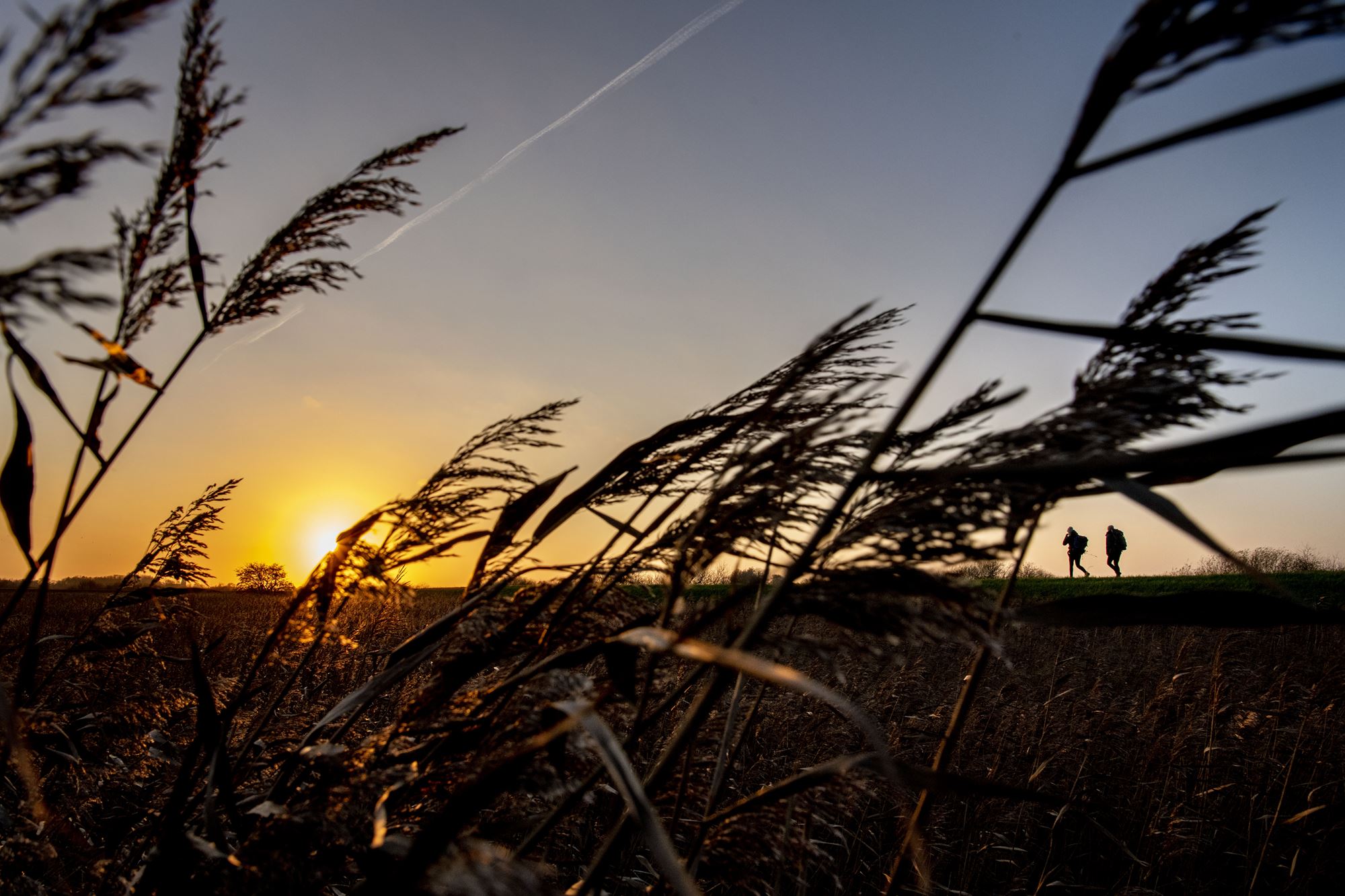 Tøndermarsken er et unikt landskab med enestående natur og et rigt fugleliv.